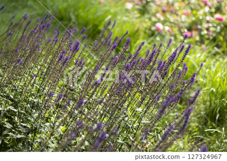 A beautiful bunch of vibrant purple flowers is currently growing in the grass A beautiful bunch of vibrant purple flowers is currently growing in the grass 127324967