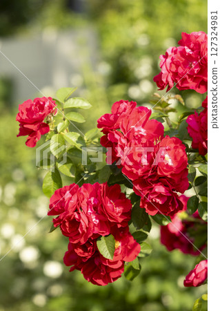 Vibrant Red Roses Blooming Beautifully in a Lush, Colorful Garden of Abundant Flora 127324981