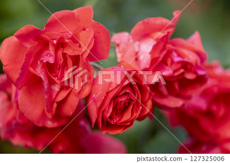 Vibrant Red Roses Blooming Beautifully in a Lush, Colorful Garden of Abundant Flora Vibrant Red Roses Blooming Beautifully in a Lush, Colorful Garden of Abundant Flora 127325006