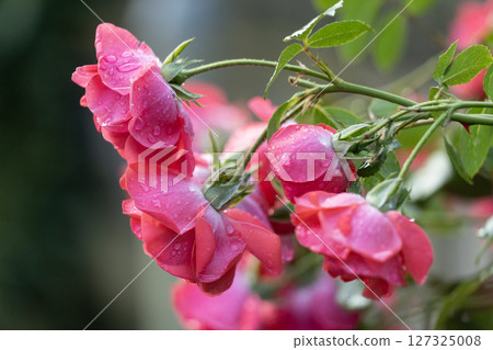Vibrant Red Roses Blooming Beautifully in a Lush, Colorful Garden of Abundant Flora 127325008
