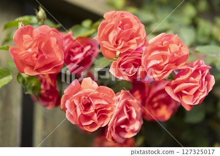 Vibrant Red Roses Blooming Beautifully in a Lush, Colorful Garden of Abundant Flora Vibrant Red Roses Blooming Beautifully in a Lush, Colorful Garden of Abundant Flora 127325017