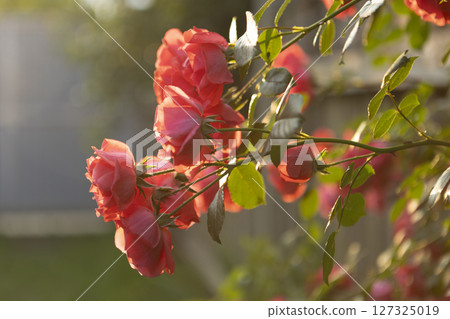 Vibrant Red Roses Blooming Beautifully in a Lush, Colorful Garden of Abundant Flora 127325019