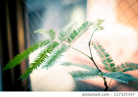 陽光下的常青 127325347