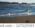 日落海灘和海岸 127325593