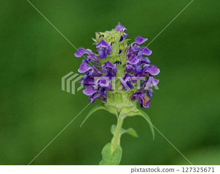 Medicinal plant, Lamiaceae, Prunella vulgare blooming Medicinal plant, Lamiaceae, Prunella vulgare blooming 127325671