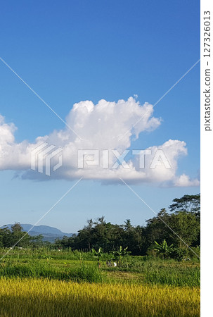 Beautiful nature view A peaceful rural landscape showcasing a golden wheat field, lush green foliage, and a bright blue sky adorned with fluffy white cloud Beautiful nature view A peaceful rural landscape showcasing a golden wheat field, lush green foliage, and a bright blue sky adorned with fluffy white cloud 127326013