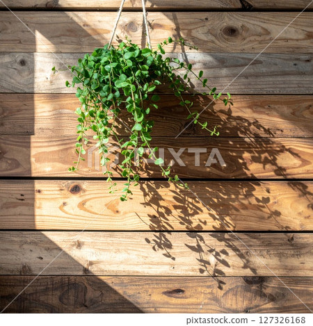 Green Hanging Plant on Rustic Wooden Wall with Sunlight 127326168
