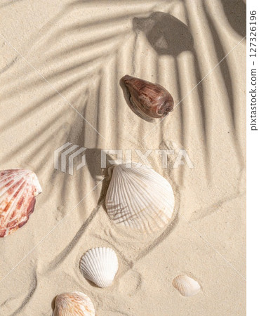 Seashells and Palm Leaf Shadow on Sandy Beach Seashells and Palm Leaf Shadow on Sandy Beach 127326196