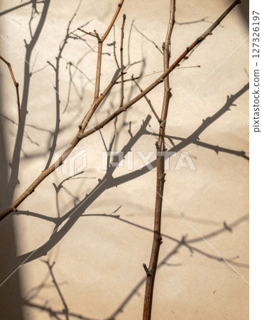 Brown Branches and Shadows on Beige Background Brown Branches and Shadows on Beige Background 127326197