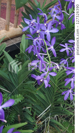 Beautiful Blue purple orchid Aranda Wan Chark Kuan 'Blue Mountain' at National Orchid Garden Singapore Beautiful Blue purple orchid Aranda Wan Chark Kuan 'Blue Mountain' at National Orchid Garden Singapore 127326390