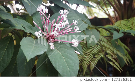 Exotic and enchanting Bagawak Flower Clerodendrum Quadriloculare. Tropical ornamental plants in white flowers and unique pink stalks Exotic and enchanting Bagawak Flower Clerodendrum Quadriloculare. Tropical ornamental plants in white flowers and unique pink stalks 127326391