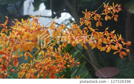A vibrant cluster of Renanthera orchids in full bloom, showcasing striking yellow-orange petals with intricate spotted patterns. 127326396