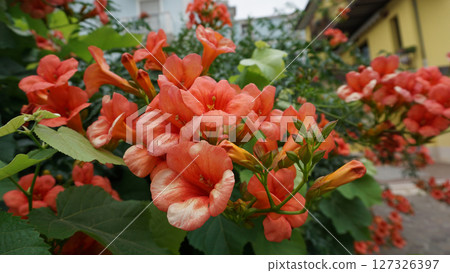 Flowers of beautiful colors Chinese trumpet creeper Flowers of beautiful colors Chinese trumpet creeper 127326397