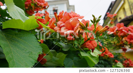 Flowers of beautiful colors Chinese trumpet creeper 127326398