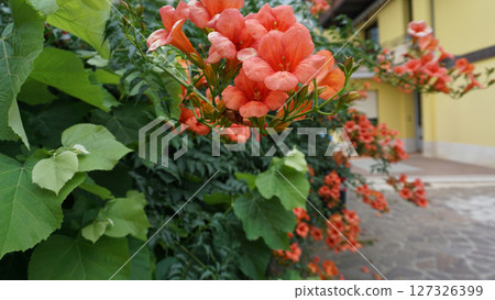 Flowers of beautiful colors Chinese trumpet creeper 127326399