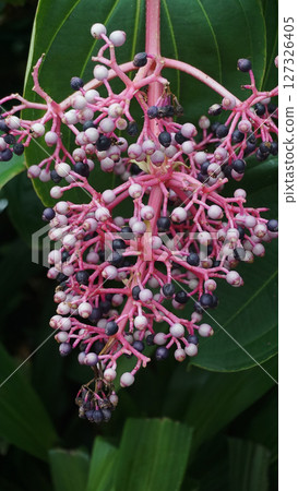 Beautiful blooming bright pink Medinilla magnifica, Philippine Orchid, inside greenhouse on green pants background. Gardening hobby, plant breeding and cultivation Beautiful blooming bright pink Medinilla magnifica, Philippine Orchid, inside greenhouse on green pants background. Gardening hobby, plant breeding and cultivation 127326405