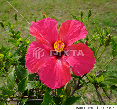 Hibiscus rosa-sinensis, known colloquially as Chinese hibiscus, China rose, Hawaiian hibiscus, rose mallow and shoeblack plant, is a species of tropical hibiscus Hibiscus rosa-sinensis, known colloquially as Chinese hibiscus, China rose, Hawaiian hibiscus, rose mallow and shoeblack plant, is a species of tropical hibiscus 127326407