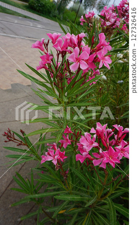 Beautiful pink flowers on street. Closeup view of bright pink cluster of flowers of nerium oleander shrub isolated outdoors in garden on natural background. Beautiful pink flowers on street. Closeup view of bright pink cluster of flowers of nerium oleander shrub isolated outdoors in garden on natural background. 127326416