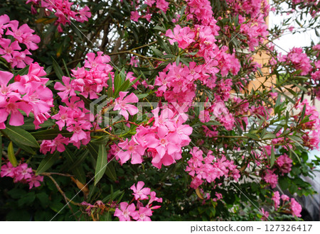 Beautiful pink flowers on street. Closeup view of bright pink cluster of flowers of nerium oleander shrub isolated outdoors in garden on natural background. 127326417