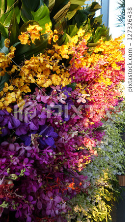 Vibrant purple Phalaenopsis orchid flowers in bloom, showcasing elegant beauty Vibrant purple Phalaenopsis orchid flowers in bloom, showcasing elegant beauty 127326438