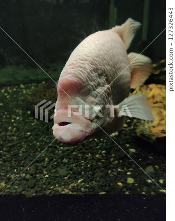 Giant gourami fish or Osphronemus goramy in aquarium. Wildlife animal. 127326443