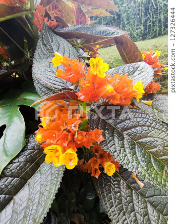 Chrysothemis pulchella also known as sunset bells, black flamingo, copper leaf with dark green leaf color Chrysothemis pulchella also known as sunset bells, black flamingo, copper leaf with dark green leaf color 127326444