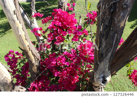 Bougainvillea glabra flower : Fresh pink flowers and green leaves with clear blue sky 127326446