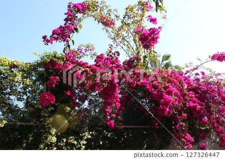 Bougainvillea glabra flower : Fresh pink flowers and green leaves with clear blue sky Bougainvillea glabra flower : Fresh pink flowers and green leaves with clear blue sky 127326447