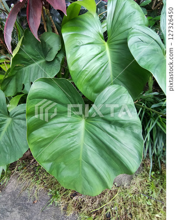 Elephant ear or Colocasia esculenta 127326450