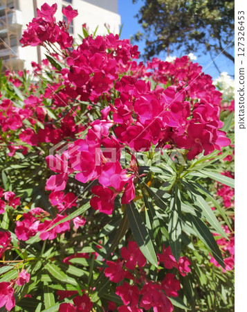 The bright red nerium oleander flowers are so beautiful. Oleander flower red Nerium Oleander. The bright red nerium oleander flowers are so beautiful. Oleander flower red Nerium Oleander. 127326453
