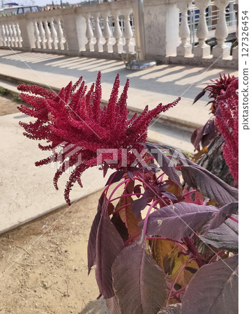 Amaranthus caudatus also known as Amaranthus mantegazzianus is a species of annual flowering plant. It goes by common names such as love-lies-bleeding, pendant amarant Amaranthus caudatus also known as Amaranthus mantegazzianus is a species of annual flowering plant. It goes by common names such as love-lies-bleeding, pendant amarant 127326454