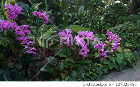 Vibrant purple Phalaenopsis orchid flowers in bloom, showcasing elegant beauty 127326456