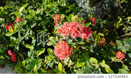 Ixora chinensis, commonly known as Chinese ixora. 127326463