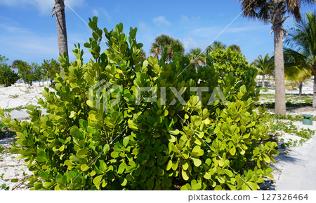 Chrysobalanus icaco L. growing in Cyprus, an island of the Mediterranean Sea. It is a shrub or tree and grows primarily in the wet tropical region. Chrysobalanus icaco L. growing in Cyprus, an island of the Mediterranean Sea. It is a shrub or tree and grows primarily in the wet tropical region. 127326464
