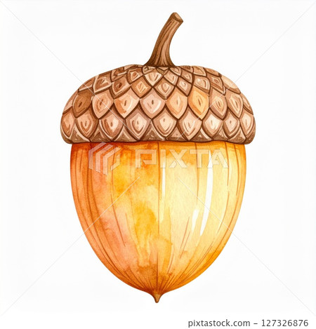 Watercolor Acorn Illustration on White Background 127326876