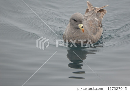 Fulmar Gull (Rausu Port Offshore/Rausu Town, Menashi District, Hokkaido) Fulmar Gull (Rausu Port Offshore/Rausu Town, Menashi District, Hokkaido) 127327045