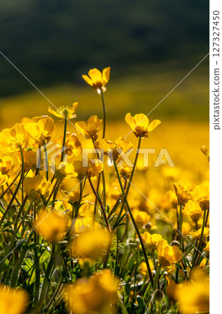 Lush meadow of buttercups basks in bright sunlight, stems reaching for the light against blurred green backdrop. Sunny day at field displays vibrant yellow flowers in Spring. Lush meadow of buttercups basks in bright sunlight, stems reaching for the light against blurred green backdrop. Sunny day at field displays vibrant yellow flowers in Spring. 127327450