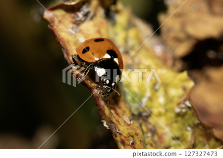 Close up of a UK British Ladybird or Ladybug Insect in the wild 127327473