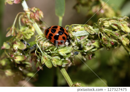 Close up of a Harlequin Ladybird ladybug insect on fauna 127327475