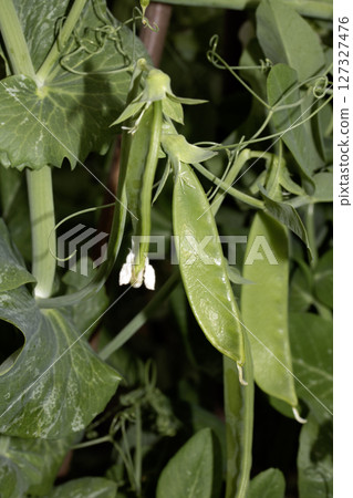 Close up of mange tout peas growing on the plant in a garden vegetable patch Close up of mange tout peas growing on the plant in a garden vegetable patch 127327476