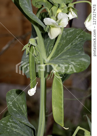 Close up of mange tout peas growing on the plant in a garden vegetable patch Close up of mange tout peas growing on the plant in a garden vegetable patch 127327478
