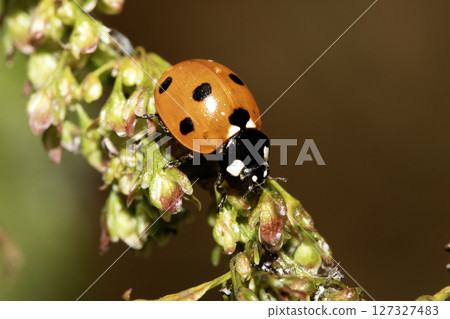 Close up of a UK British Ladybird or Ladybug Insect in the wild 127327483