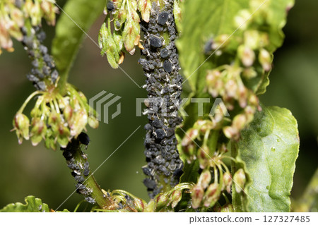Close up of garden pest blackfly Close up of garden pest blackfly 127327485