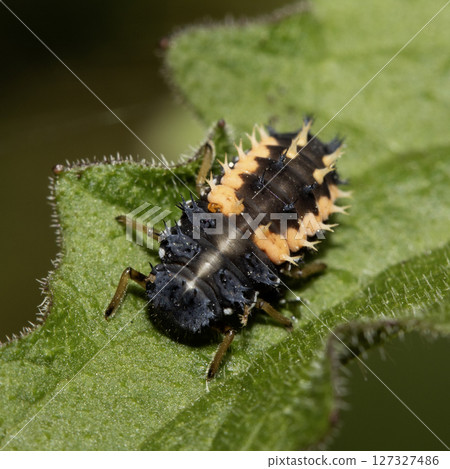Close up of a Harlequin Larvae Ladybird ladybug insect on fauna 127327486