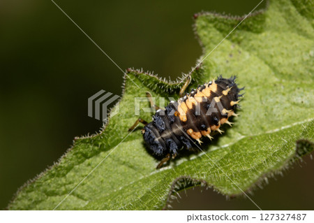 Close up of a Harlequin Larvae Ladybird ladybug insect on fauna 127327487