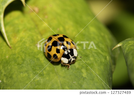 Close up of a UK British Ladybird or Ladybug Insect in the wild 127327489