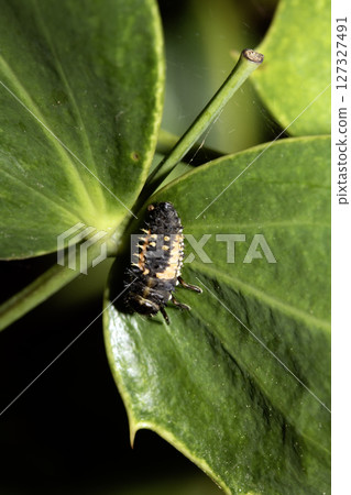 Close up of a Harlequin Larvae Ladybird ladybug insect on fauna 127327491