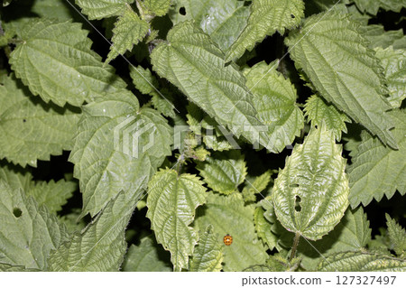 Close up of garden stinging nettle plants in a garden 127327497