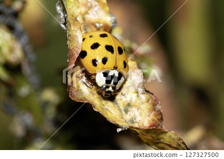 Close up of a UK British Ladybird or Ladybug Insect in the wild 127327500
