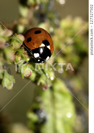 Close up of a UK British Ladybird or Ladybug Insect in the wild 127327502